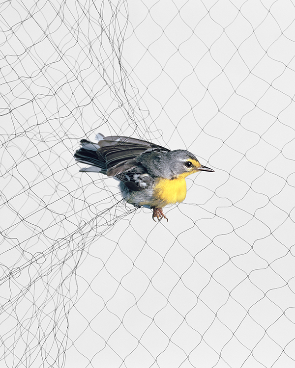 Small bird caught in a net